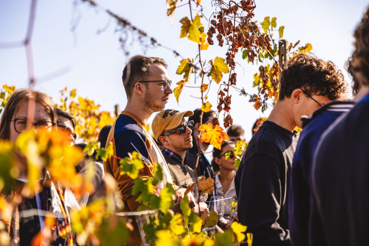 Filari di vite nei vigneti dei Colli Piacentini